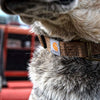 Carhartt P0000343 Fully Adjustable Nylon Webbing Collars for Dogs, Reflective Stitching for Visibility
