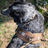 Carhartt P0000341 Nylon Duck Training Dog Harness, Rugged On-Leash Training Harness with Dual Attachment Points